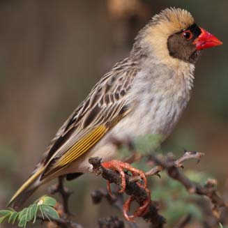 Quelea quelea (Red-billed quelea)