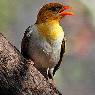 Anaplectes melanotis (Red-headed weaver) 