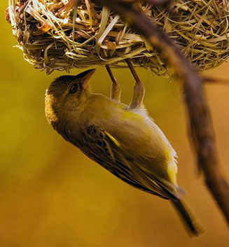 Ploceus velatus (Southern masked-weaver)