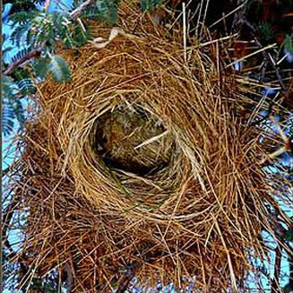Plocepasser mahali (White-browed sparrow-weaver)