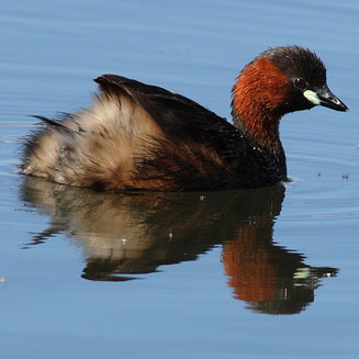 Tachybaptus ruficollis (Little grebe, Dabchick)