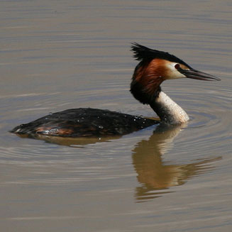 Podiceps cristatus (Great crested grebe)