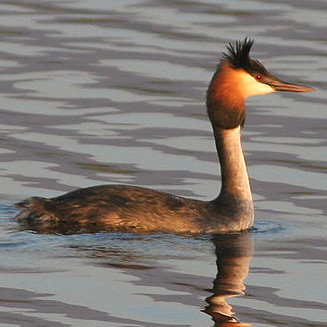 Podiceps cristatus (Great crested grebe) 