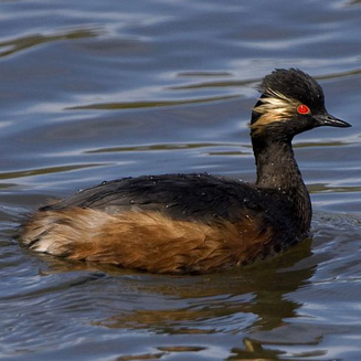 Podiceps nigricollis (Black-necked grebe)