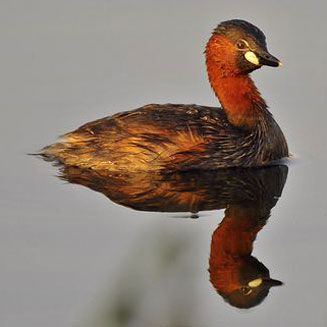 Tachybaptus ruficollis (Little grebe, Dabchick)