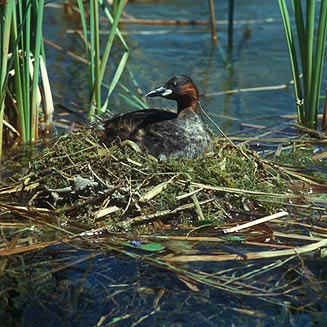 Tachybaptus ruficollis (Little grebe, Dabchick)
