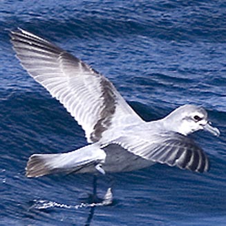 Pachyptila turtur (Fairy prion)