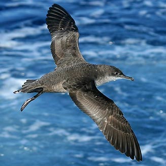 Puffinus mauretanicus (Balearic shearwater) 