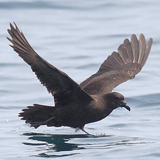 Bulweria bulwerii (Bulwer's petrel)