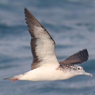 Calonectris leucomelas (Streaked shearwater)