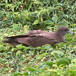 Puffinus pacificus (Wedge-tailed shearwater)