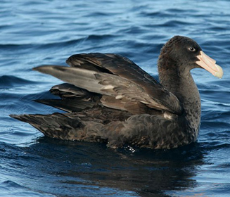 Macronectes giganteus (Southern giant-petrel)