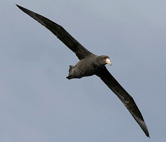 Macronectes giganteus (Southern giant-petrel)