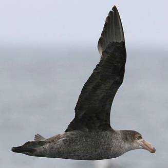 Macronectes halli (Northern giant-petrel)