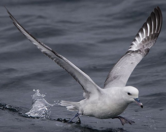 Fulmarus glacialoides (Southern fulmar, Antarctic fulmar) 