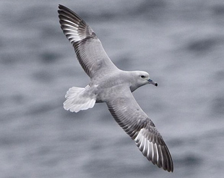 Fulmarus glacialoides (Southern fulmar, Antarctic fulmar) 