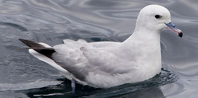 Fulmarus glacialoides (Southern fulmar, Antarctic fulmar) 