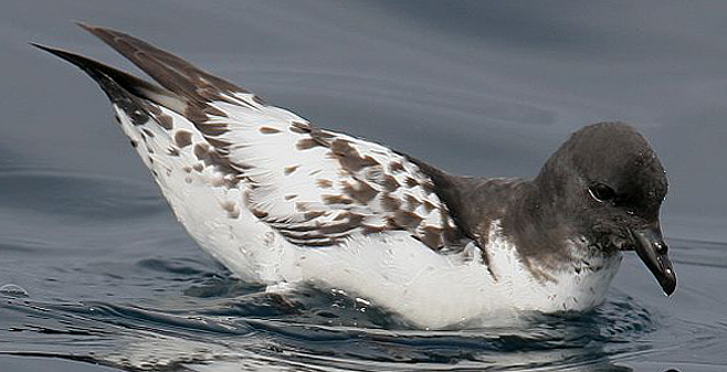Daption capense (Pintado petrel)