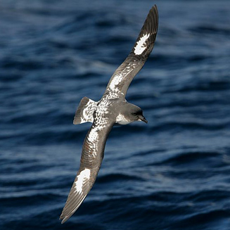 Daption capense (Pintado petrel) 
