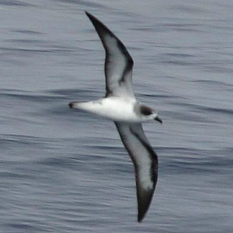 Pterodroma baraui (Barau’s petrel)