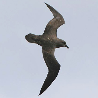 Pterodroma macroptera (Great-winged petrel)