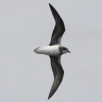 Pterodroma mollis (Soft-plumaged petrel)