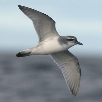 Pachyptila desolata (Antarctic prion, Dove prion)