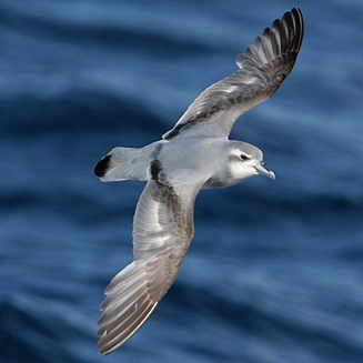 Pachyptila desolata (Antarctic prion, Dove prion)