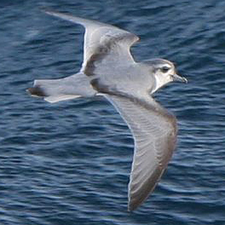 Pachyptila belcheri (Slender-billed prion)