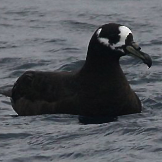 Procellaria conspicillata (Spectacled petrel)