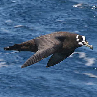 Procellaria conspicillata (Spectacled petrel)