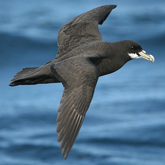 Procellaria aequinoctialis (White-chinned petrel)
