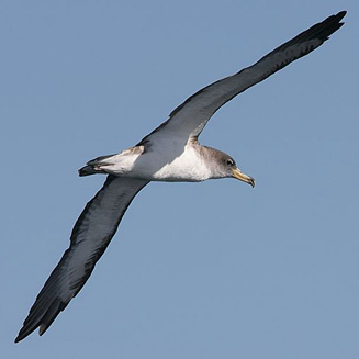 Calonectris diomedea (Cory's shearwater)