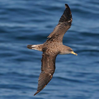 Calonectris diomedea (Cory's shearwater)