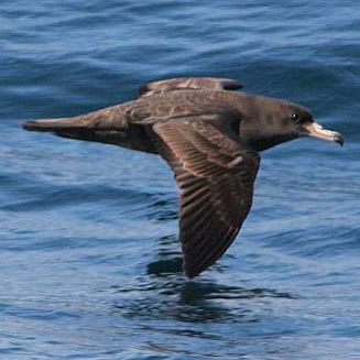Puffinus carneipes (Flesh-footed shearwater) 