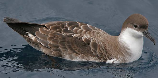 Puffinus gravis (Great shearwater) 