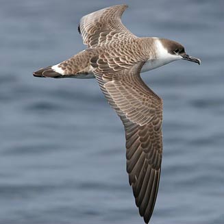 Puffinus gravis (Great shearwater) 
