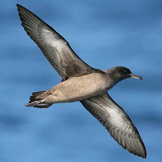 Puffinus griseus (Sooty shearwater)