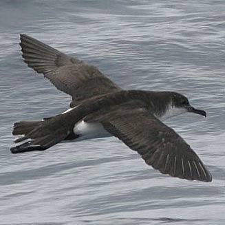 Puffinus puffinus (Manx shearwater)