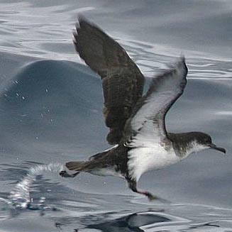 Puffinus puffinus (Manx shearwater)