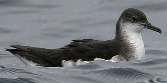 Puffinus puffinus (Manx shearwater)