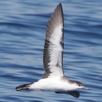 Puffinus bailloni (Tropical shearwater, Audubon's Shearwater)