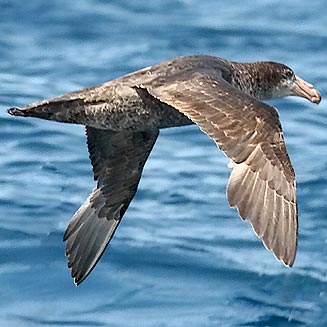 Macronectes halli (Northern giant-petrel)