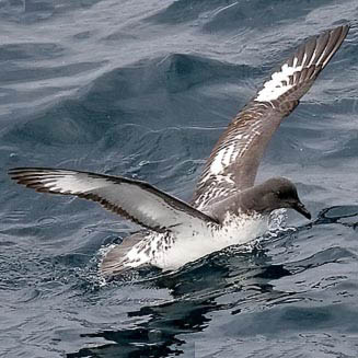 Daption capense (Pintado petrel) 