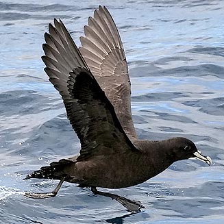 Procellaria aequinoctialis (White-chinned petrel)