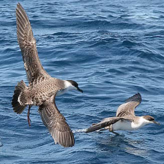 Puffinus gravis (Great shearwater) 