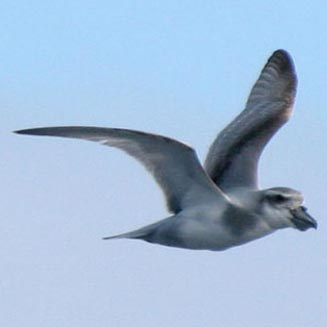 Pachyptila vittata (Broad-billed prion)