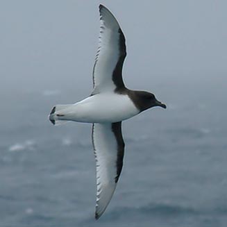 Thalassoica antarctica (Antarctic petrel) 