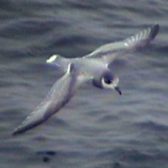 Halobaena caerulea (Blue petrel)