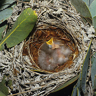 Promerops gurneyi (Gurney's sugarbird)